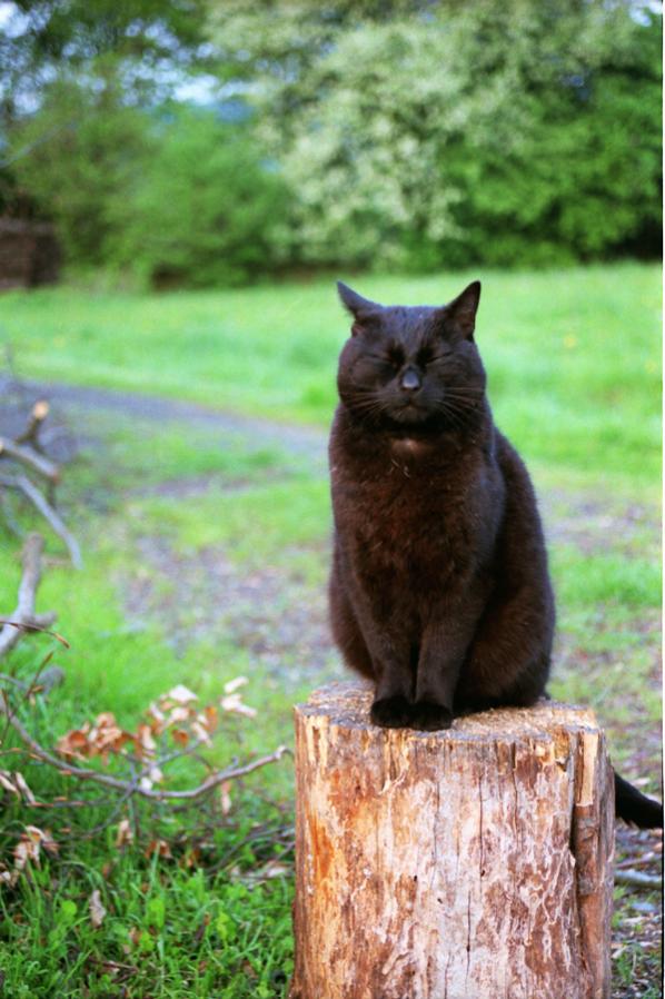 Katze