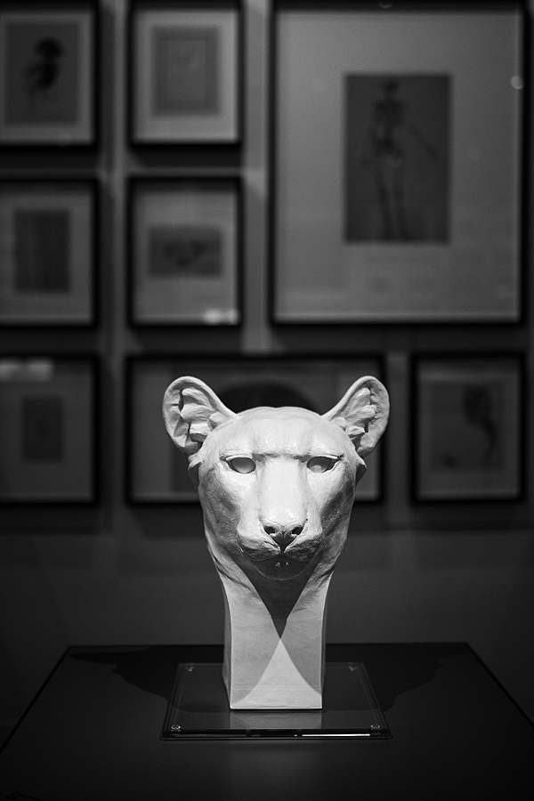 Katze