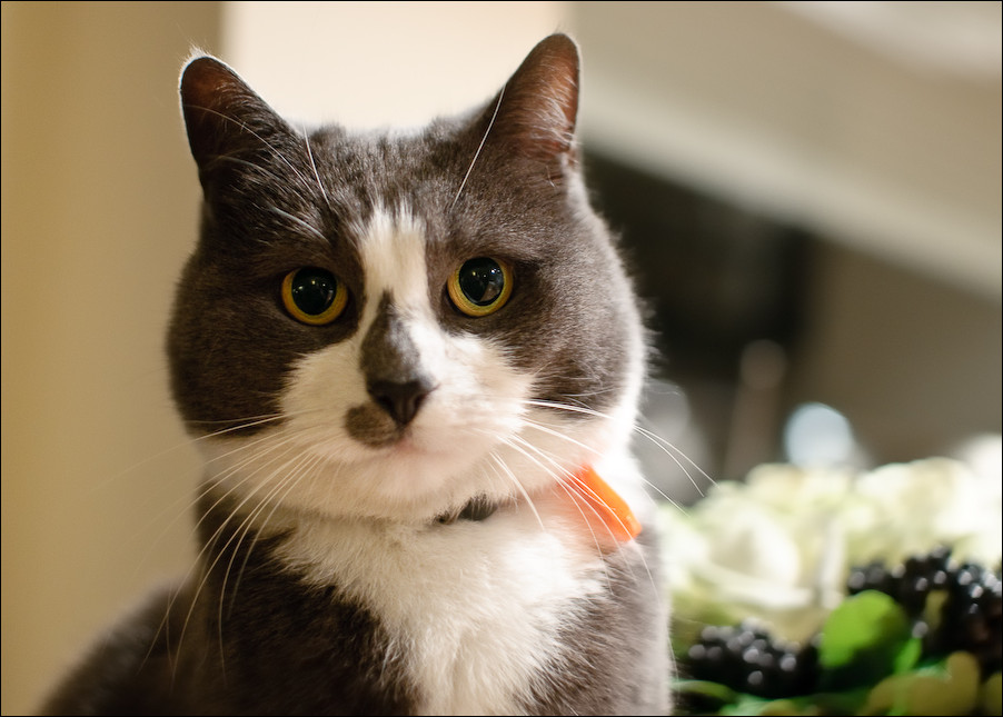 Katze
