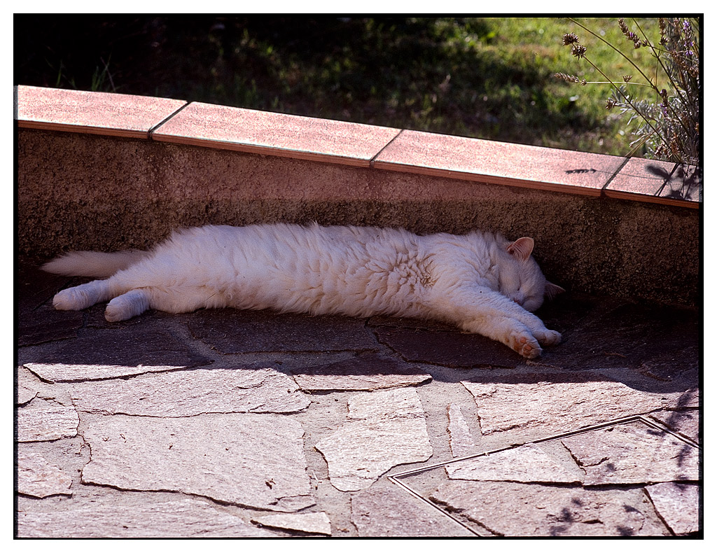 katze