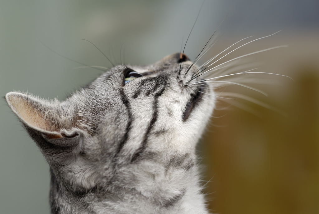 Katze