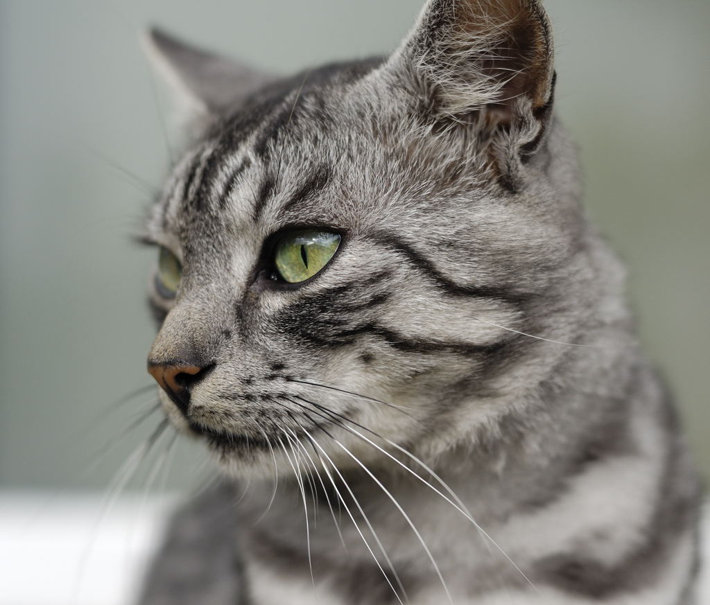 Katze