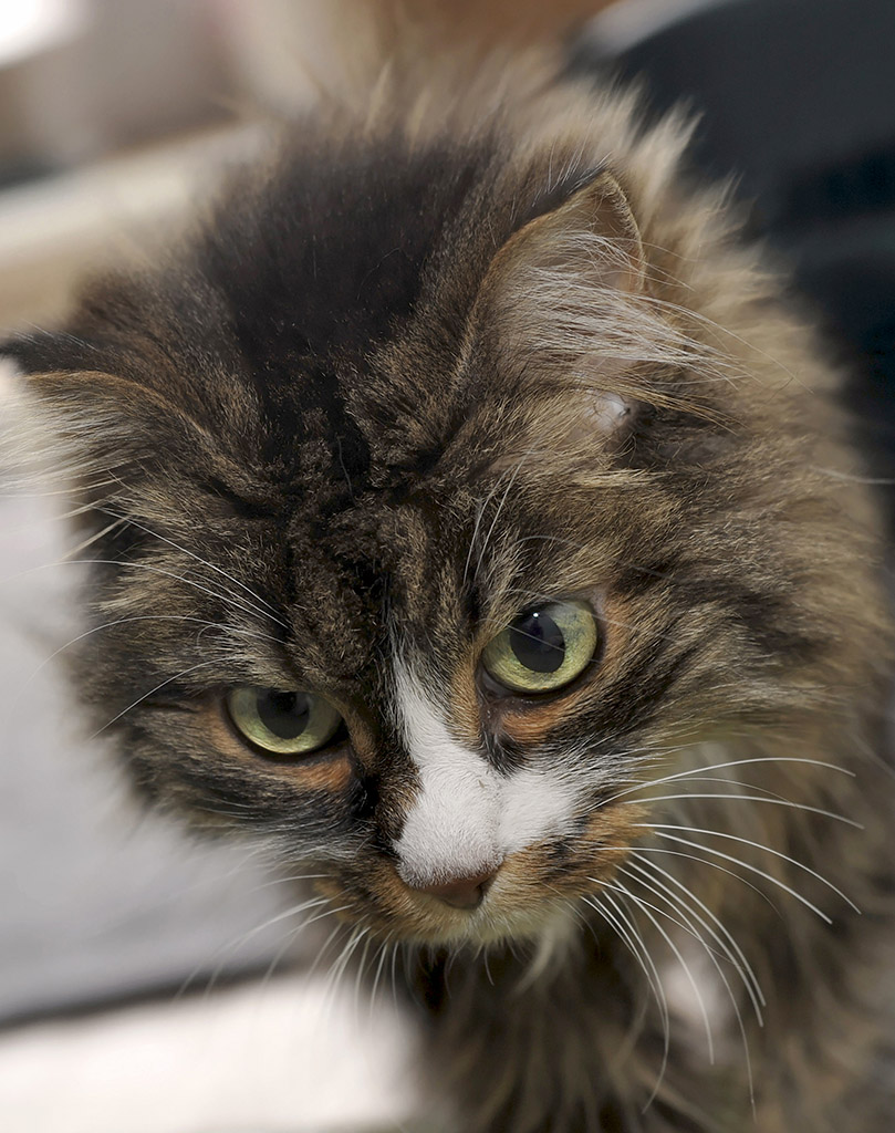 Katze