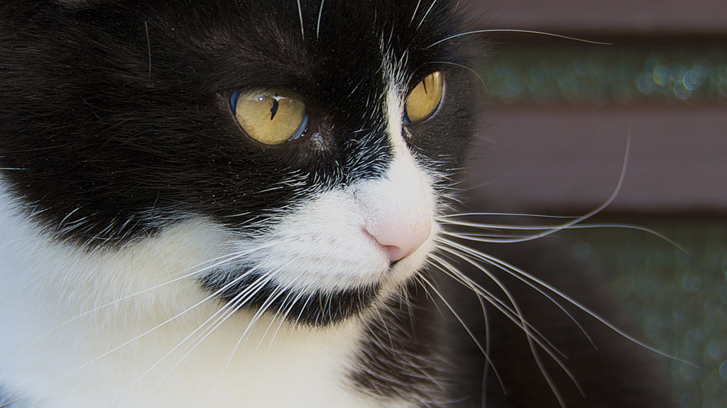 Katze1