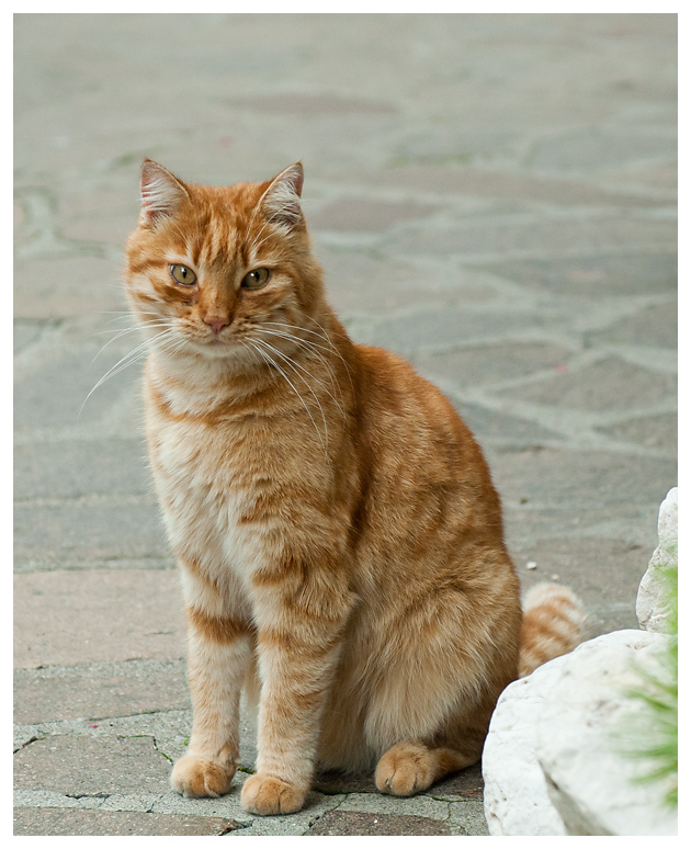 Katze1