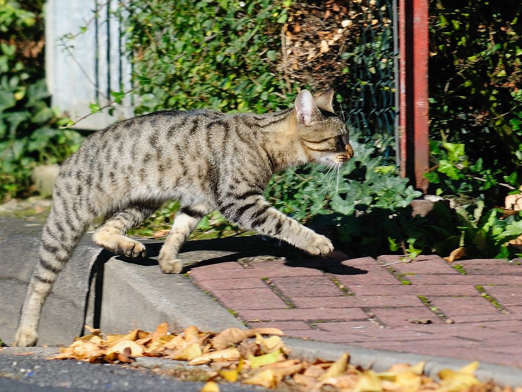katze1