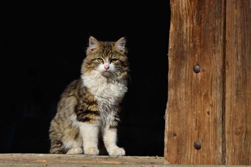 Katze1