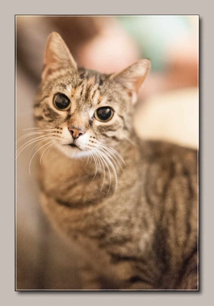 Katze1