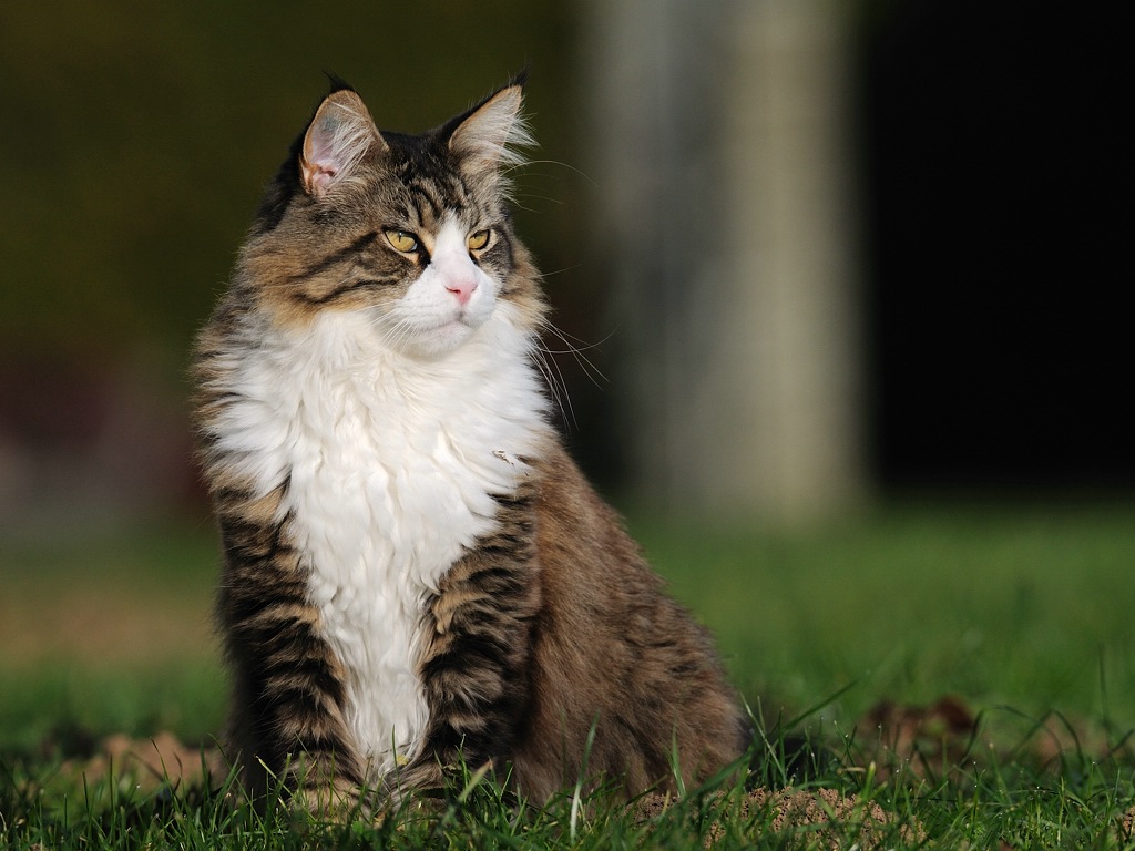 katze2
