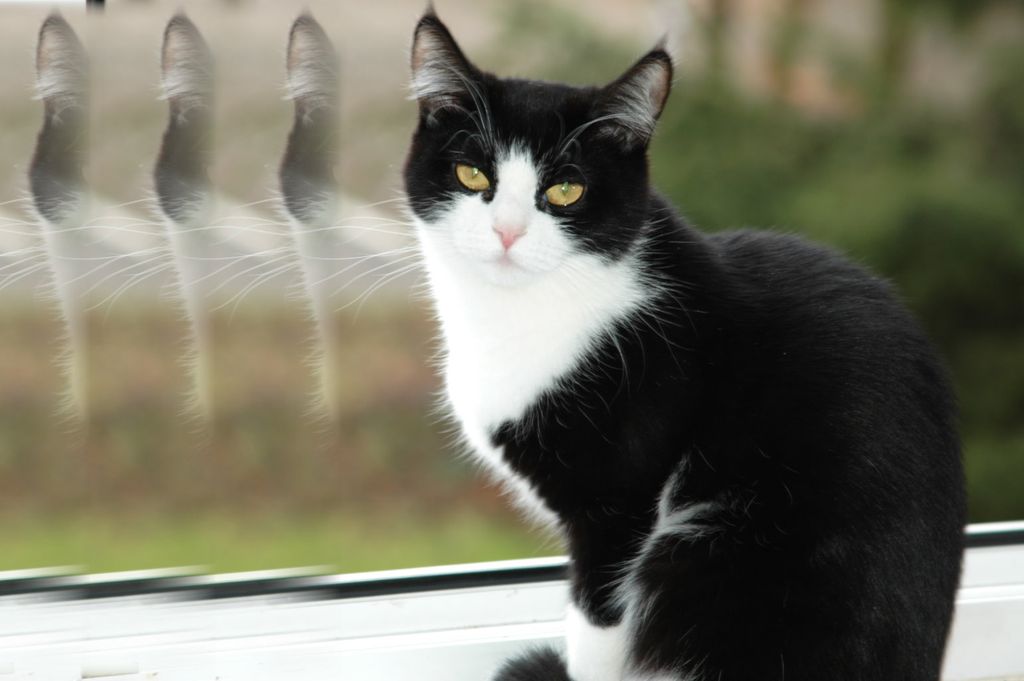 Katze2