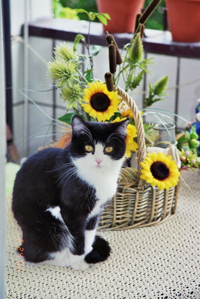 Katze3