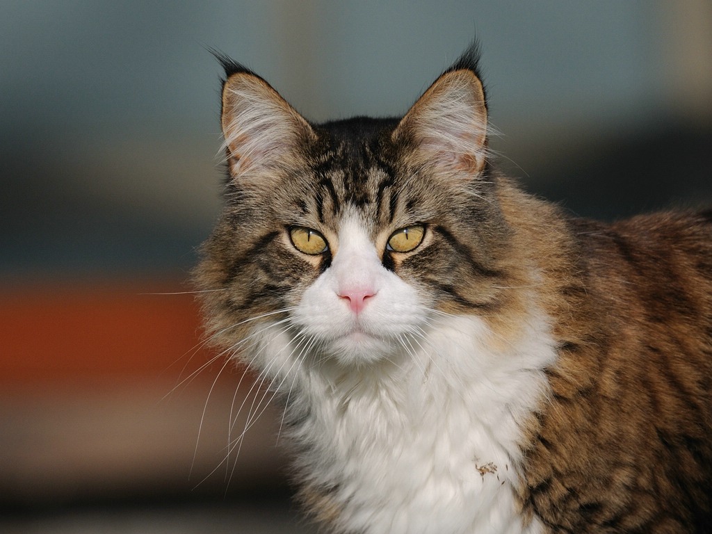katze5
