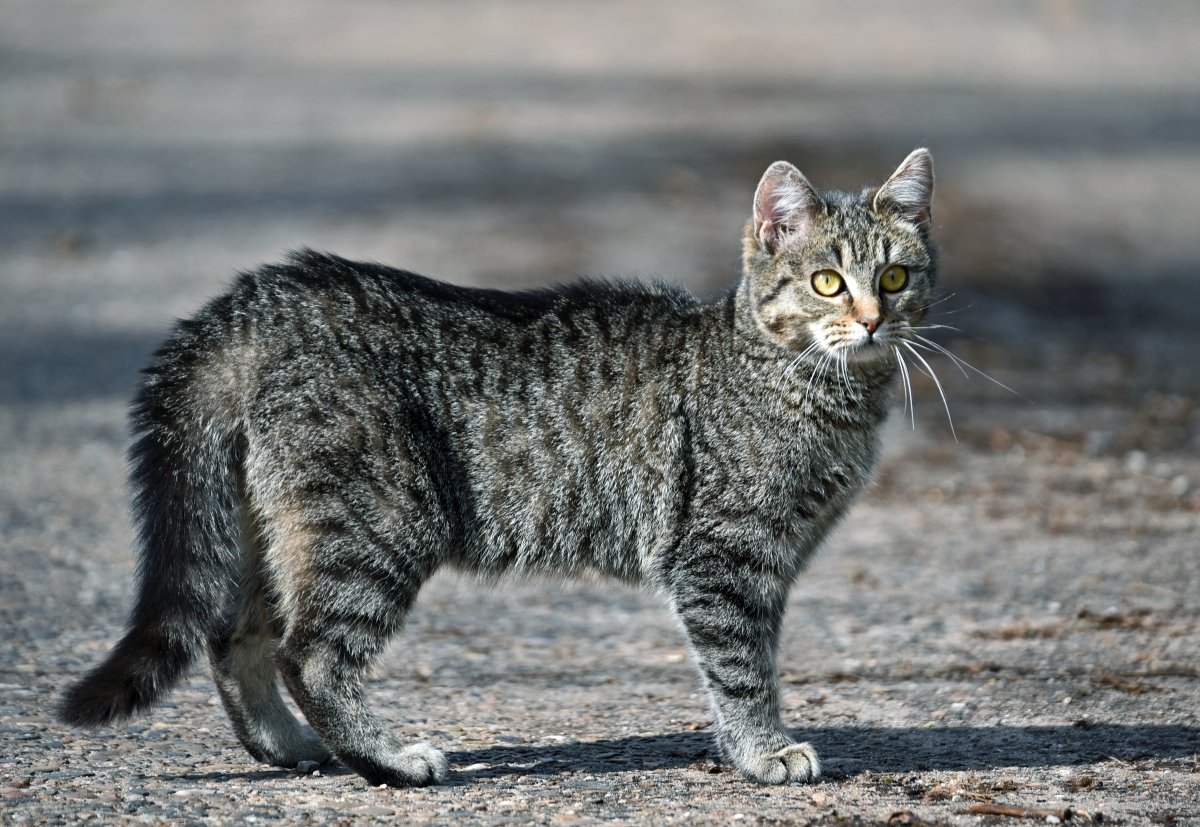 katze_3.jpg