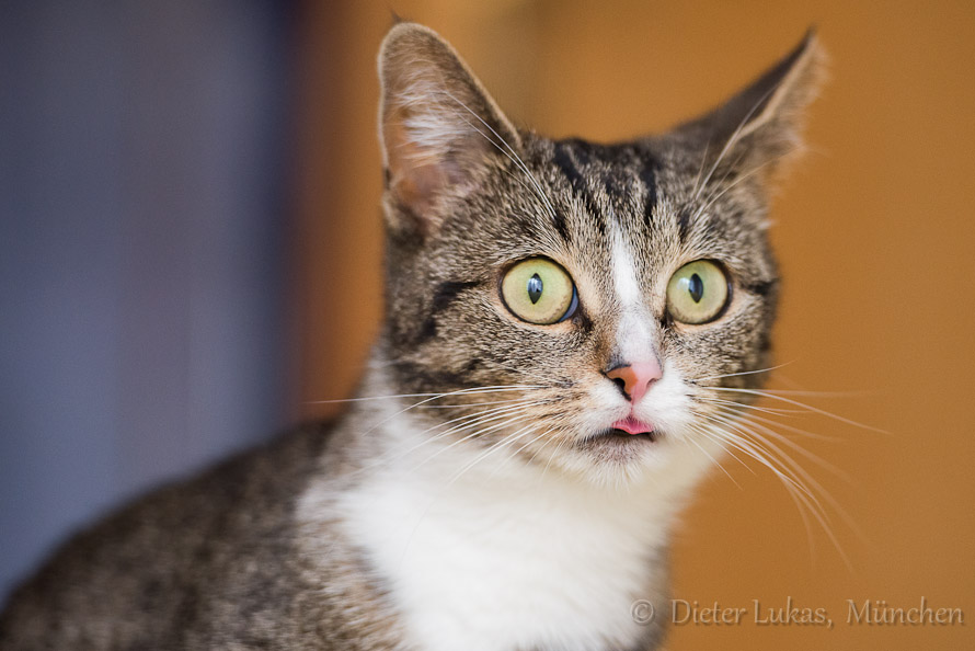 Katze_DSC_0288
