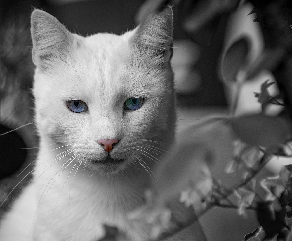Katzen 1