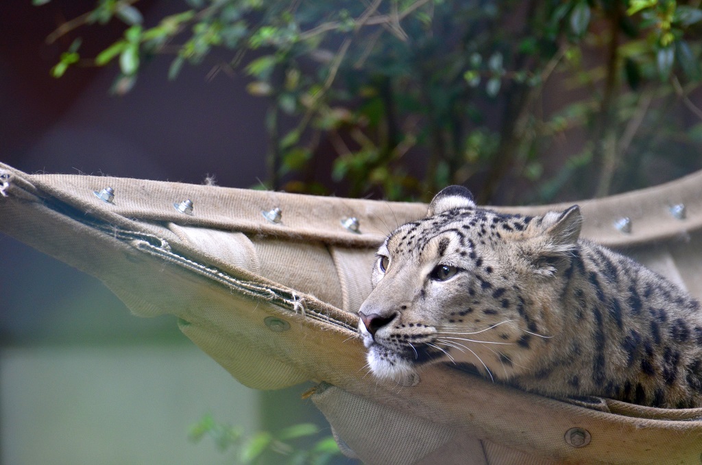 Katzen 2