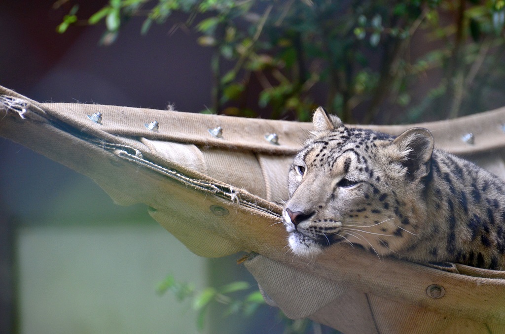 Katzen 3