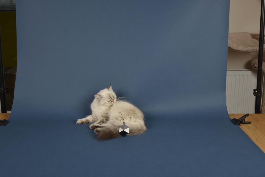 Katzen BKH 2015 36891 Set