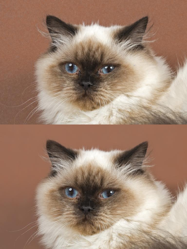Katzen BKH 2015 37353 alt neu k