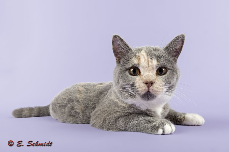 Katzen BKH 24Wo 2012 3960k600