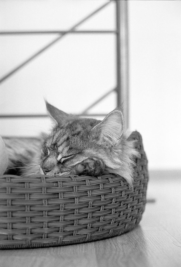 Katzen F 0003