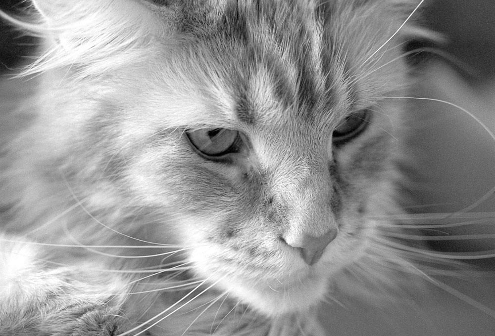 Katzen F 0010
