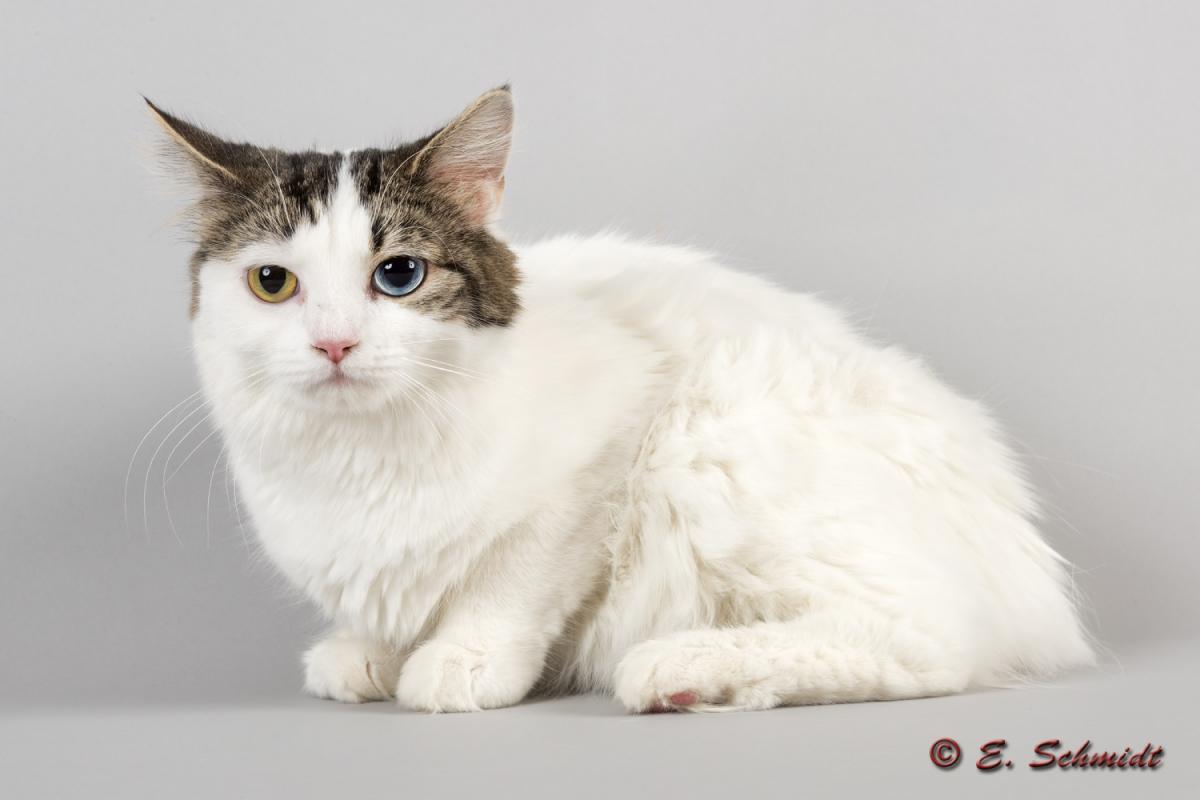 Katzen Manx Cymric 2017 15758k