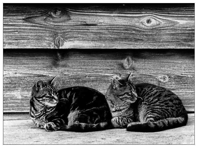 Katzen Murnau 1992 klein