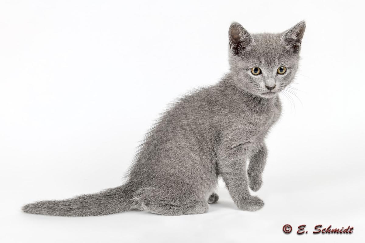 Katzen Russisch Blau 8Wo 2019 16484akc