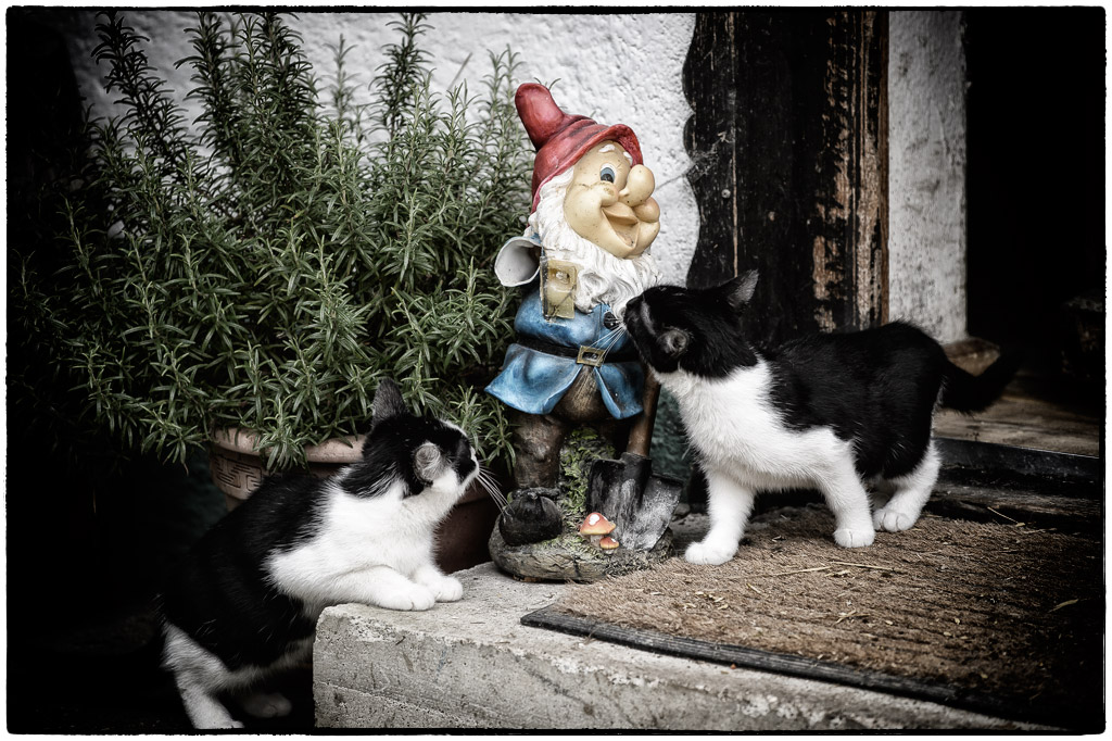 Katzen und Gartenzwerg