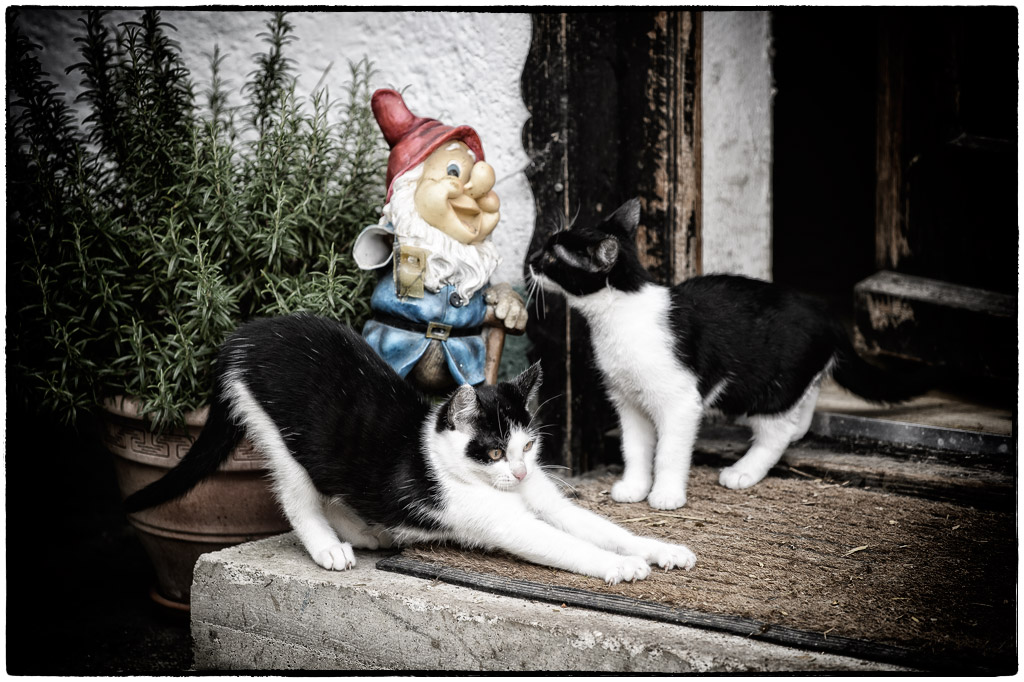 Katzen und Gartenzwerg