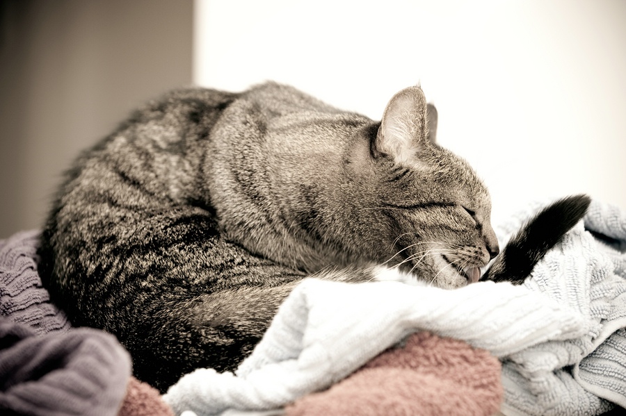 Katzen