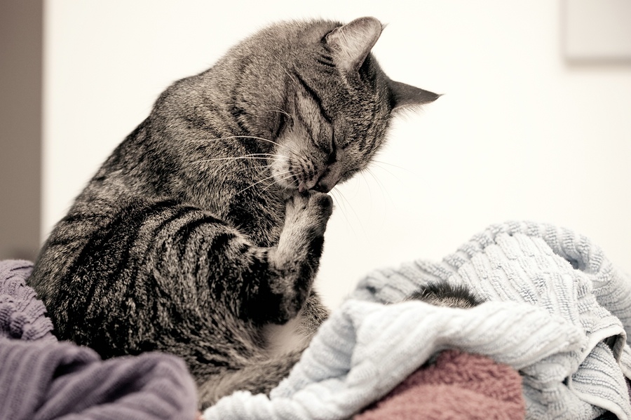 Katzen