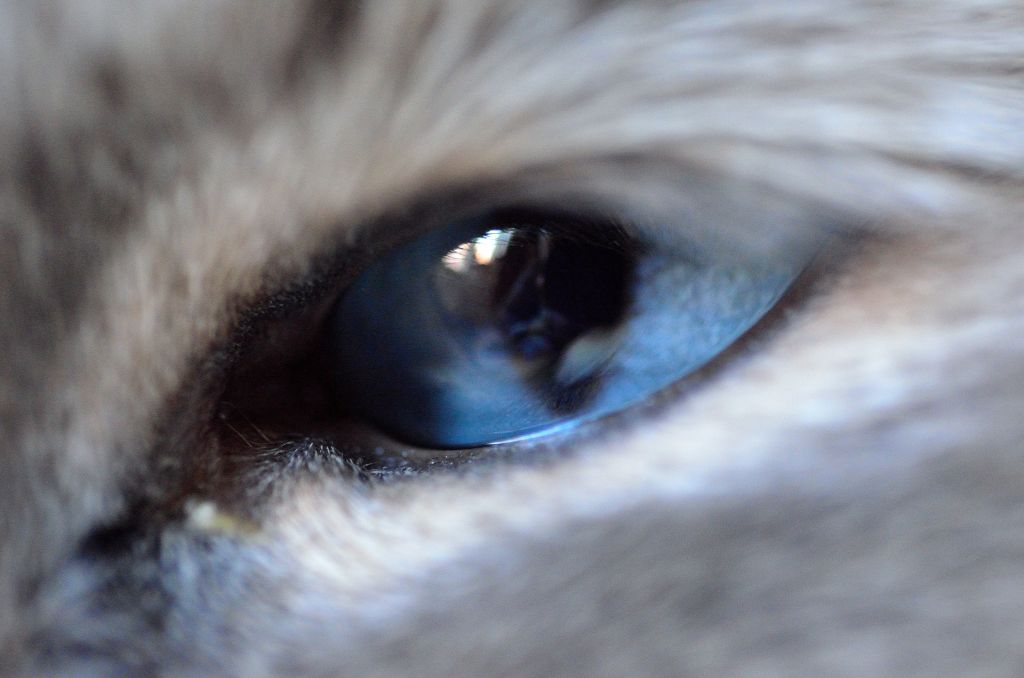 Katzenauge