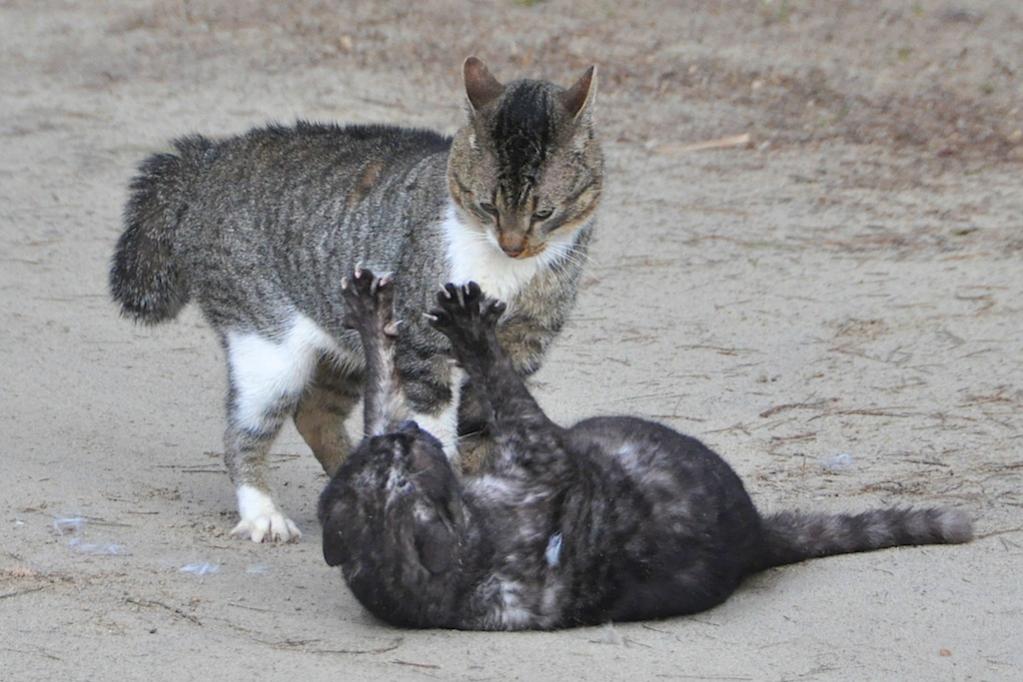 Katzenkampf