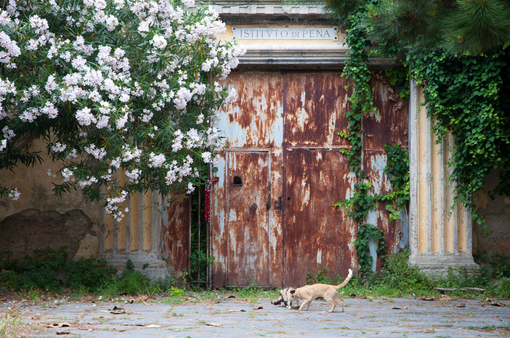 Katzenliebe auf Procida