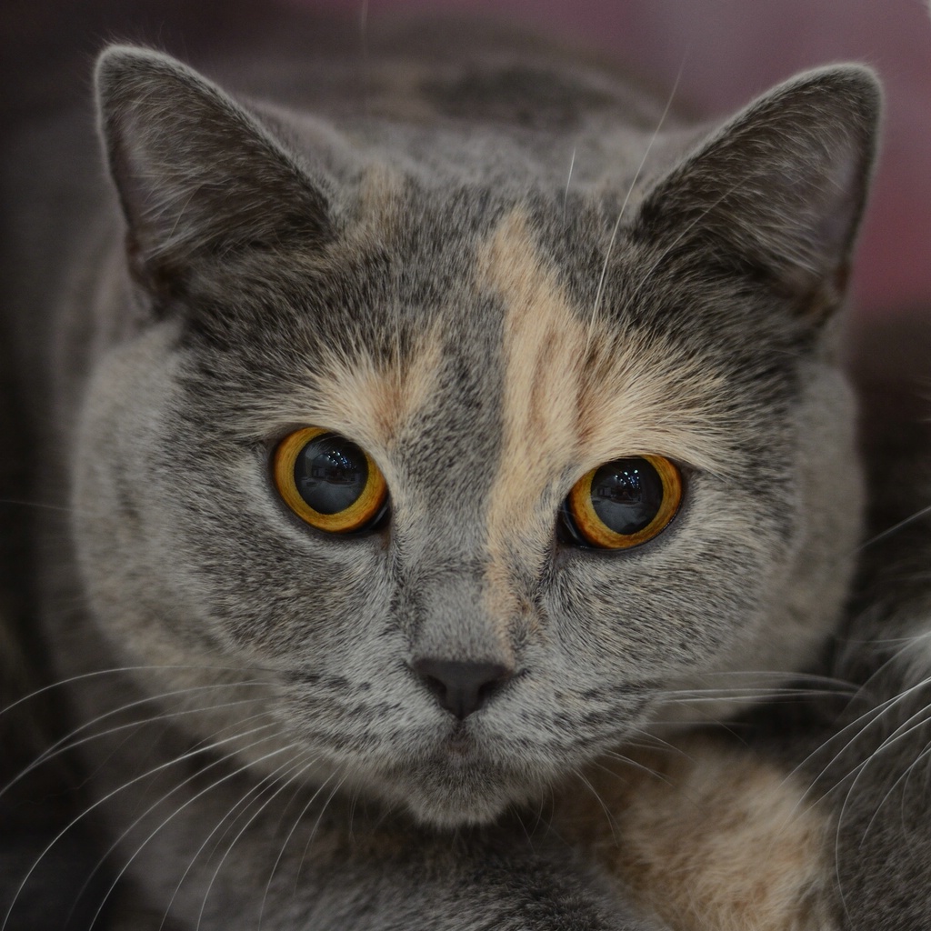 Katzenporträts DSC 5100