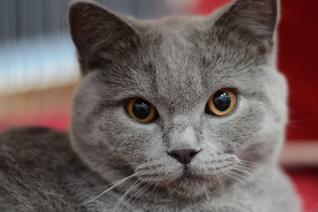 Katzenporträts DSC 5106