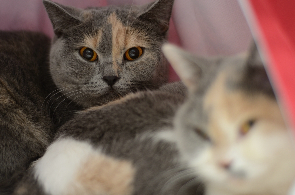 Katzenporträts DSC 5109