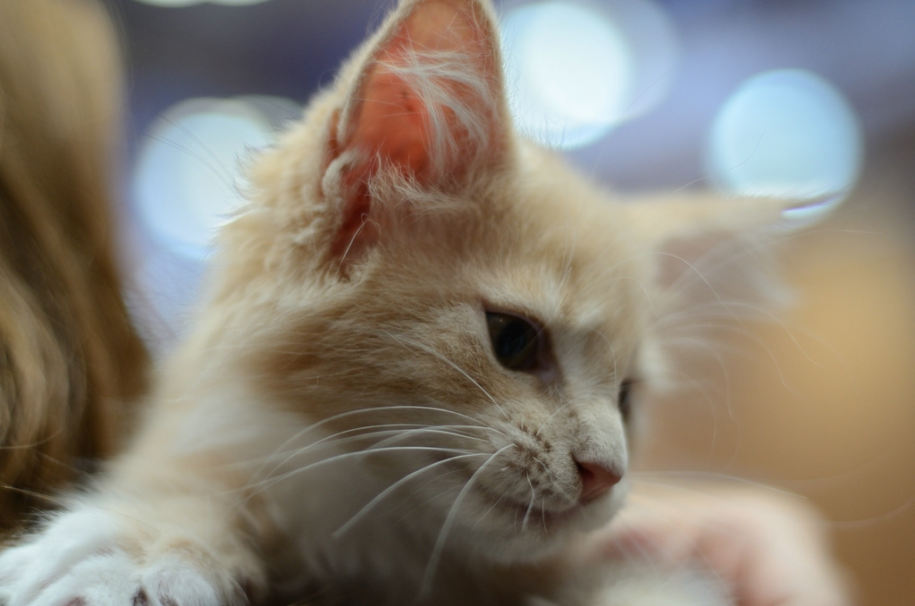 Katzenporträts DSC 5152