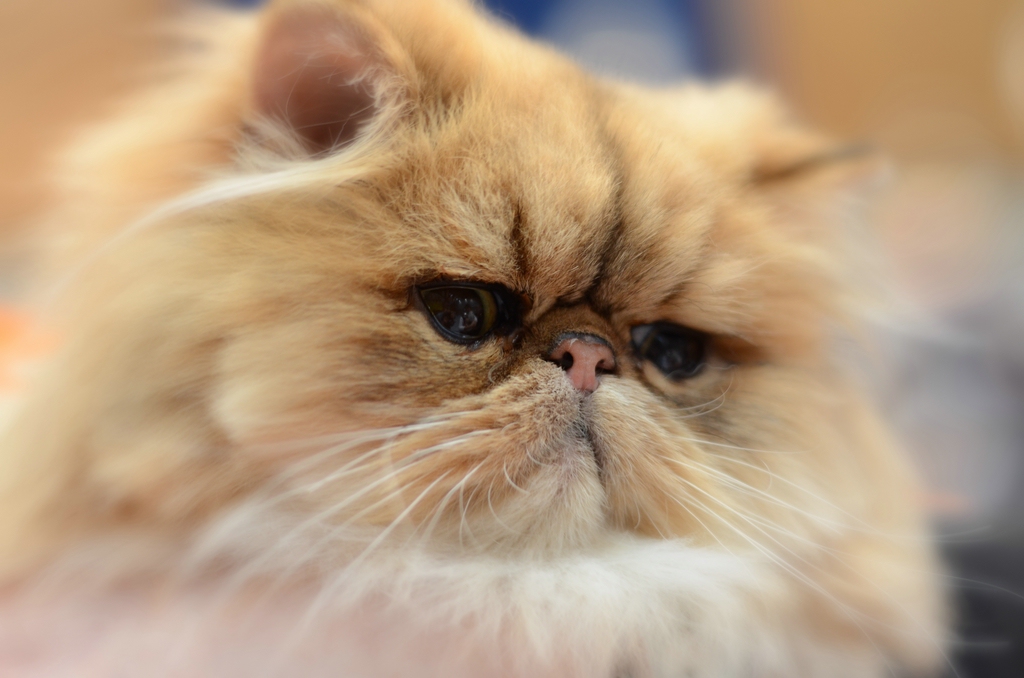 Katzenporträts DSC 5268
