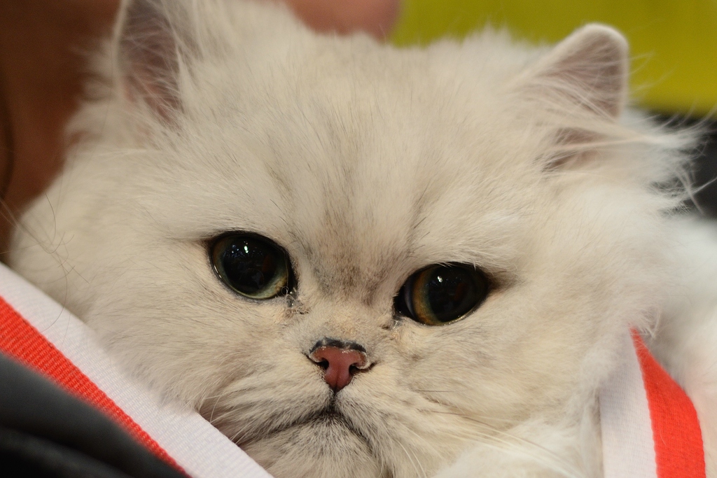 Katzenporträts DSC 5275
