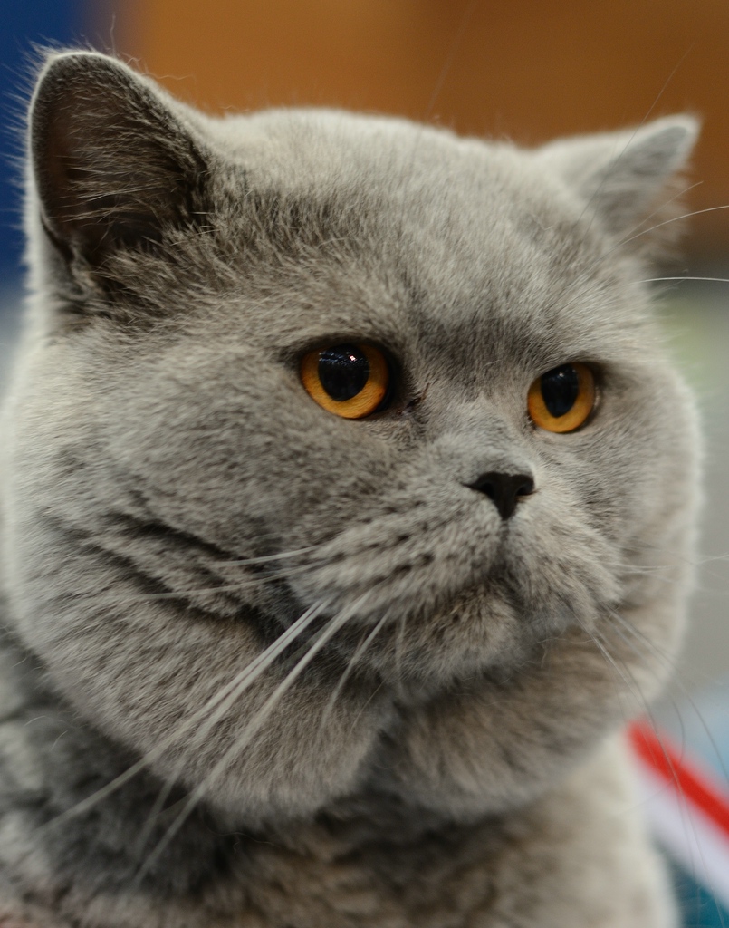 Katzenporträts DSC 5336