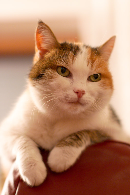 Katzenportrait