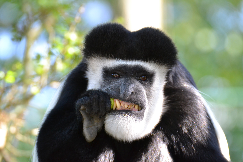 kauender Affe