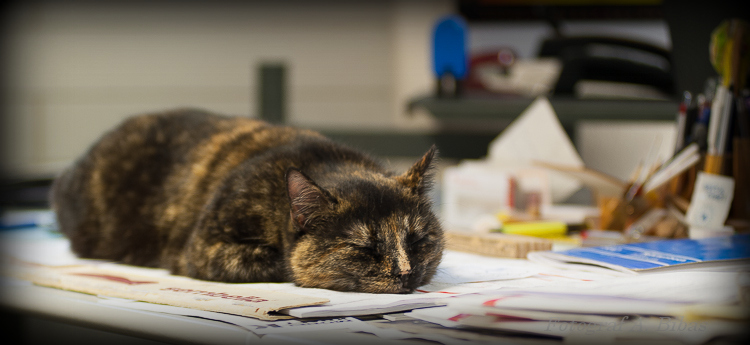 Kea die Bürokatze