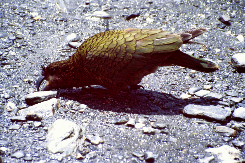 Kea.jpg