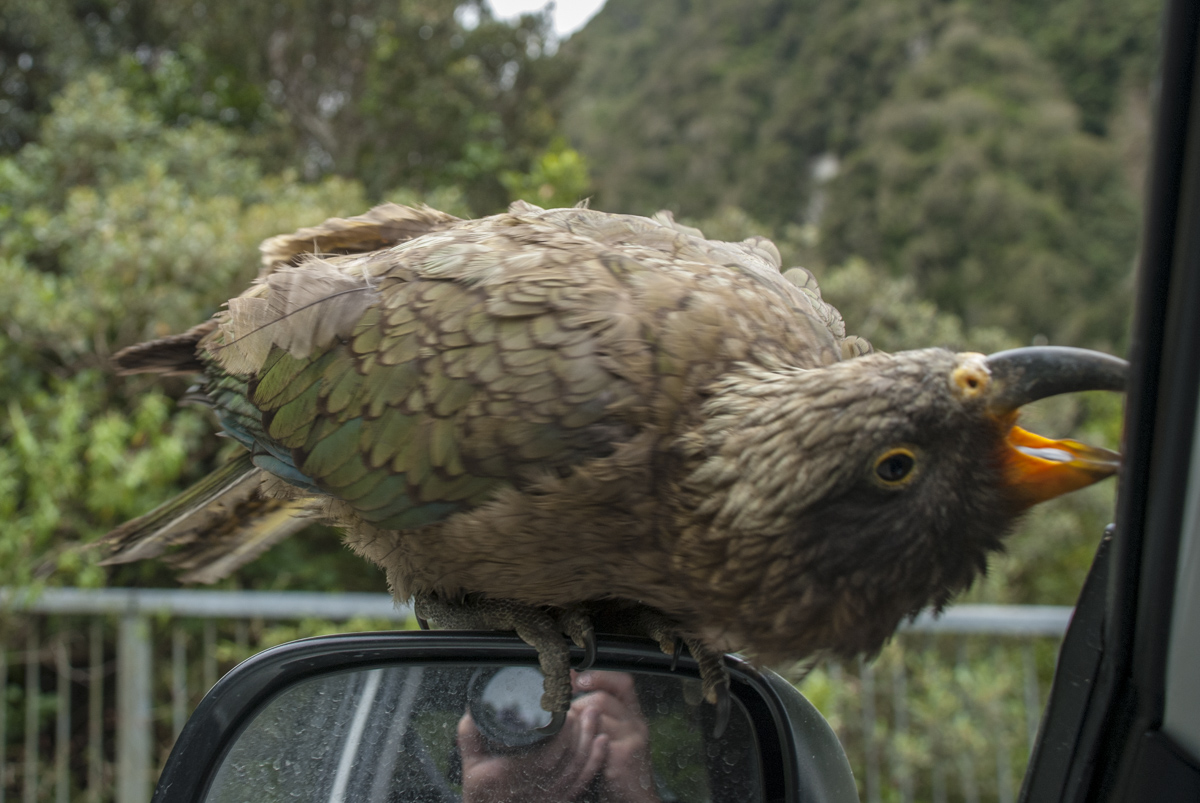 Kea