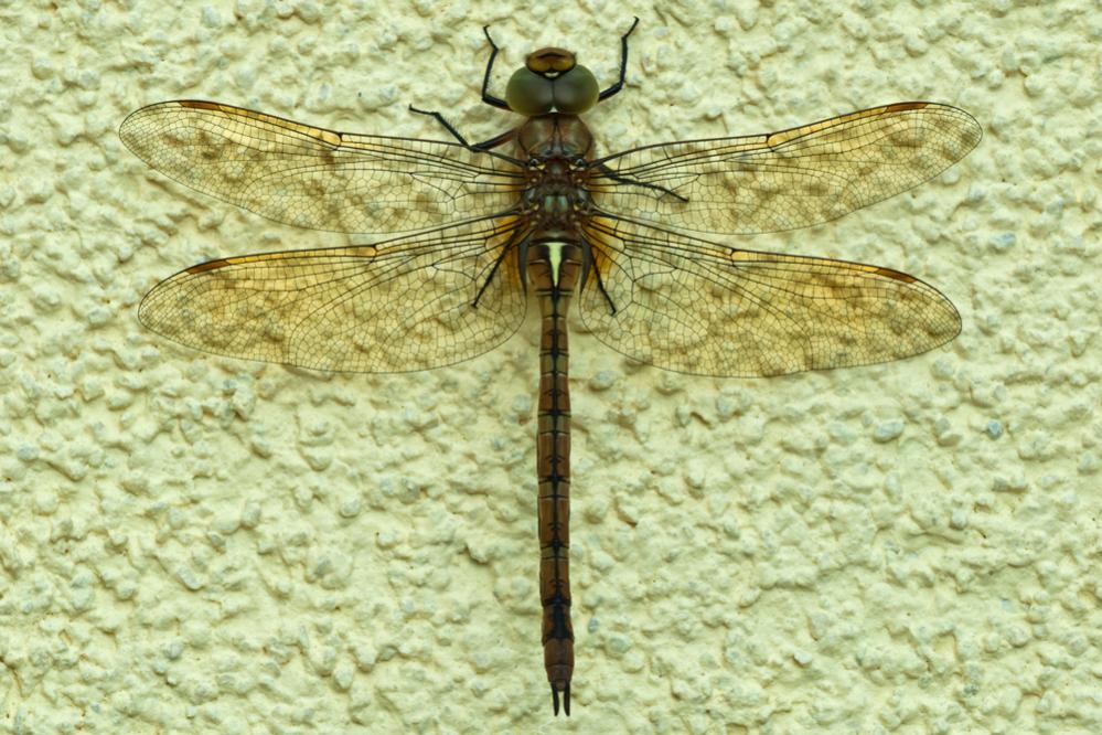 Keilflecklibelle

Nikon D200 + AF Micro Nikkor 4/200mm, 1/45", f16, ISO 100;

Stativ, Spiegelvorauslösung mit MC20;