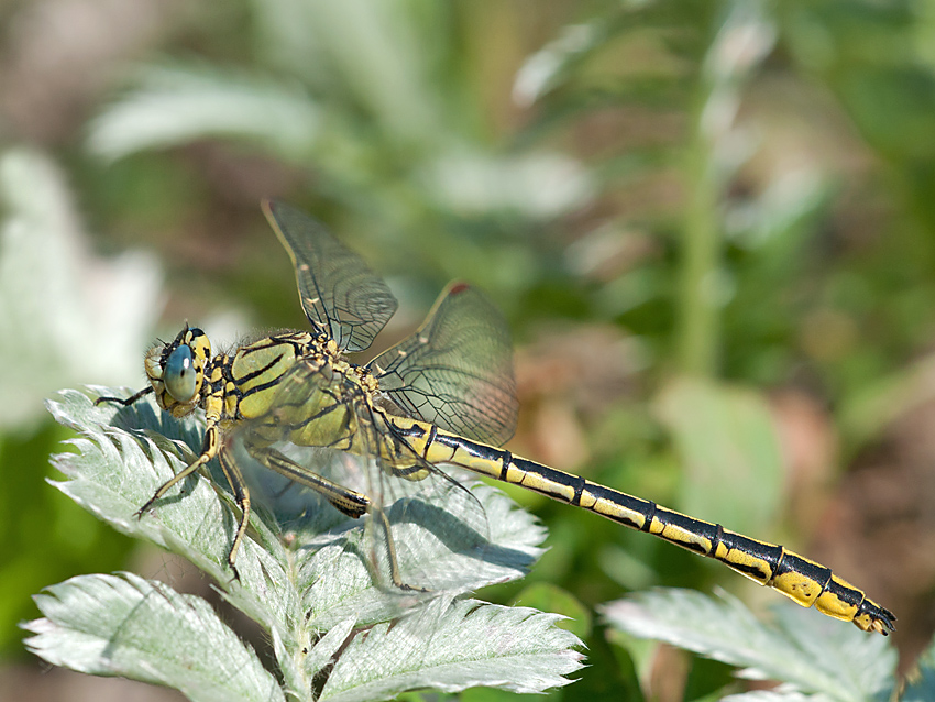 Keiljungfer 2012 05 26 04